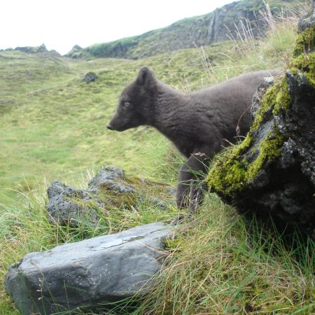 wild arctic fox appears during the Eldgjá Canyon trekking route