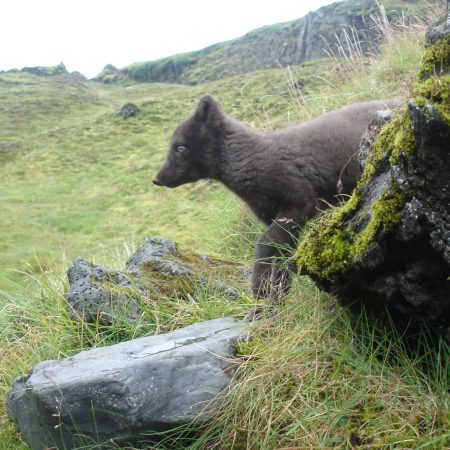 wild arctic fox appears during the Eldgjá Canyon trekking route
