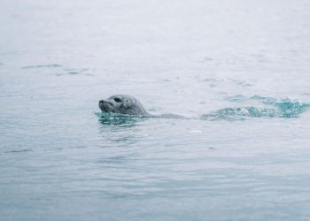 seals appears during Snæfellsnes Peninsula day tour
