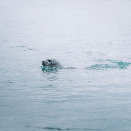 seals appears during Snæfellsnes Peninsula day tour